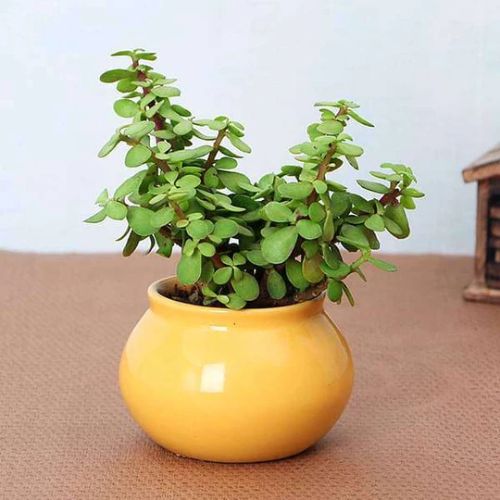 Jade Plant in Handi Pot